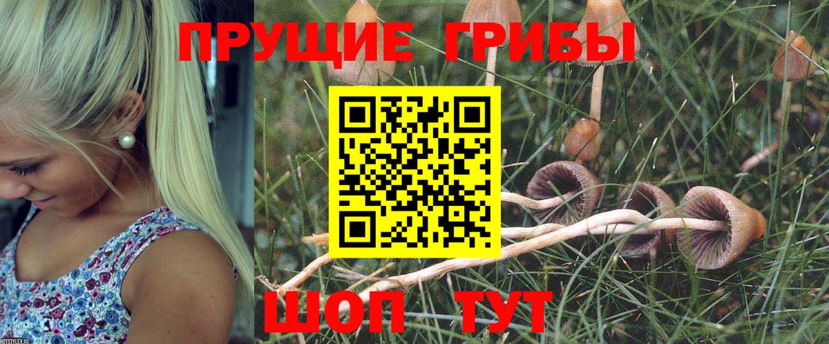 Псилоцибиновые грибы прущие грибы  даркнет сайт  Орёл  Галлюциногенные грибы GOLDEN TEACHER  Вход с VPN 
